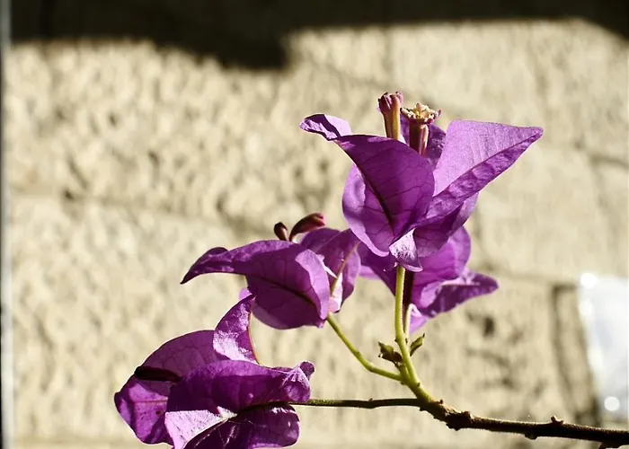 Heritage Nobile (adults Only)